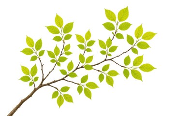 Wall Mural - young green foliage on a tree branch against a white backdrop