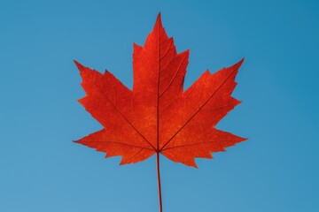Wall Mural - autumn scene showcasing a vibrant red maple leaf against a clear blue sky