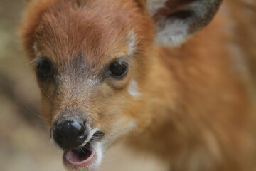 Wall Mural - closeup of a smiling little sitatunga
