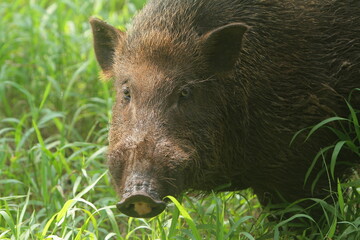 Wall Mural - portrait of a cute wild boar