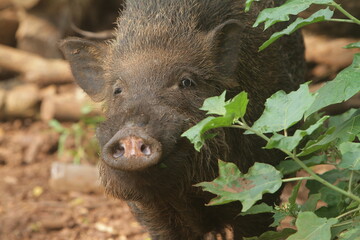 Wall Mural - portrait of a cute wild boar