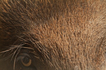 Wall Mural - close up of a wild boar's eye