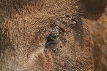 Wall Mural - close up of a wild boar's eye