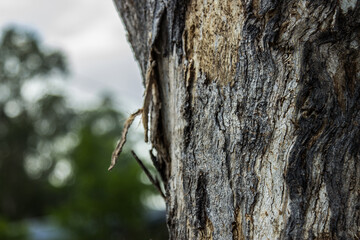 Textured bark of a gum tree on a cloudy morning