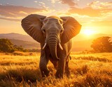 Urocze słoniątko z wielkimi, ciekawskimi oczami, stojące przy matce w ciepłym świetle zachodzącego słońca. W tle rozciąga się sawanna – złote trawy, rozrzucone akacje i zamglone horyzonty. Emocjonalna