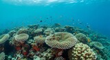 Coral reef with fishes under water