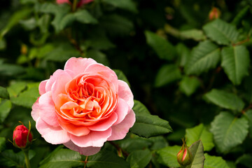 Wall Mural - Bloom pink rose with green leave in the garden