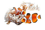 Three clownfish swimming near sea anemone.