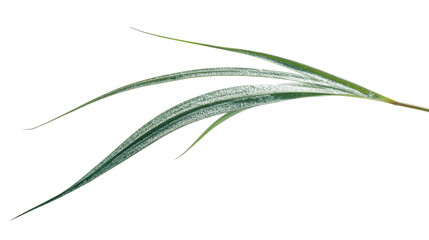 Green plant leaf isolated on a white background for design use.
