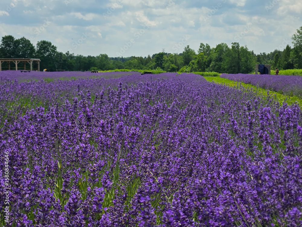 Blooming Lavender Field Under Summer Sky