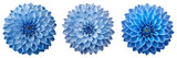 Set For blue dahlia flowers are isolated on transparent background