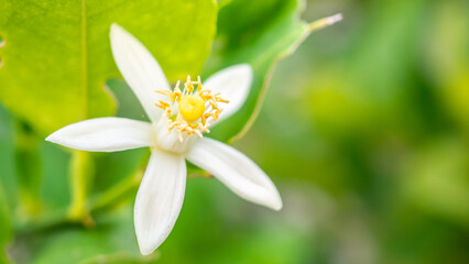Wall Mural - Lemon flower on tree branch with green leaves