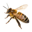 © woopics - A single honey bee with yellow and black stripes in mid-flight collecting nectar isolated on a transparent background png