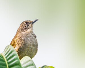 Wall Mural - A Olive Winged bulbul