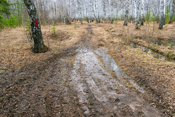 Wall Mural - a muddy road in the autumn forest, puddles and mud on the road