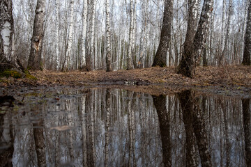 Wall Mural - An autumn forest without leaves is reflected in a large puddle. birch trees and dry foliage