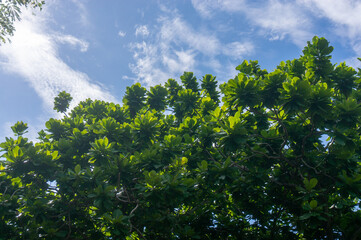 Wall Mural - A branch on the background of a blue sky with white clouds.