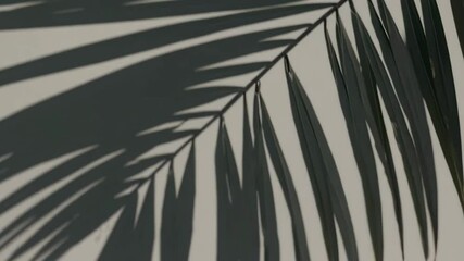 Wall Mural - dramatic palm leaf shadows dance in gentle breeze across neutral background