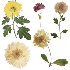 Wall Mural - Digital herbarium, scrapbooking. Flowers, leaves of chrysanthemum, isolated on white background. Set of pressed yellow and burgundy flowers. Herbarium. Digital floristics.