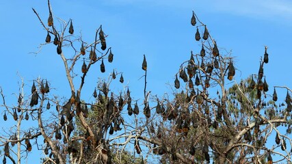 Wall Mural - large colony of grey-headed flying foxes (pteropus poliocephalus) hanging in a tree during the day, 