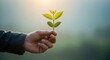 © MDTOUFICKAHAMAD - A hand gently holds a small green plant leaf in sunlight