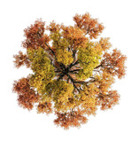 PNG Autumn tree view top sycamore.