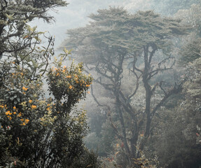 Wall Mural - fog in the forest