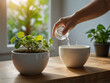 © MASURA  - Hand watering a small green plant in a white pot image