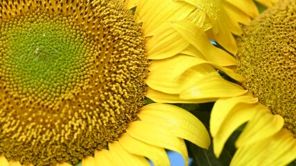 Wall Mural - video of sunflower flowers in studio