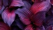 © Erisna Yolanda - Lush, deep purple and burgundy foliage with prominent veins, creating a rich textural backdrop