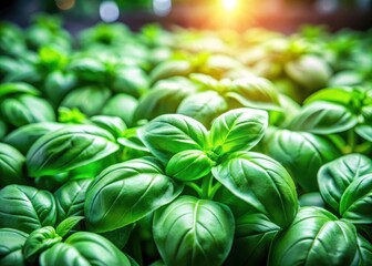 Wall Mural - Close-up of Basil Plant Leaves Under Grow Lights with Fuzzy Texture and Green Hue