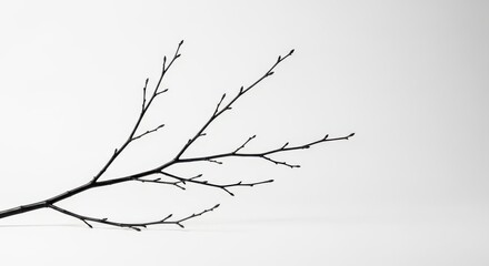 Photo of a bare tree branch is isolated on a white background in a monochrome image