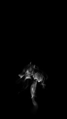 Wall Mural - smoke wisps fluid flow on black background