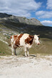 © Александра Бабич - Cow grazing in the mountains. Vertical photo. Northern Montenegro. Durmitor National Park, Durmitor Massif,
