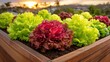 © Nattapol - Fresh green and red lettuce growing in wooden garden bed at sunset
