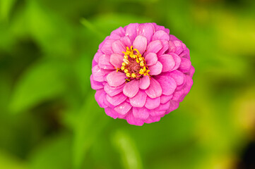 top view, close distance of, a purple zinnia flower, in full bloom with a green background