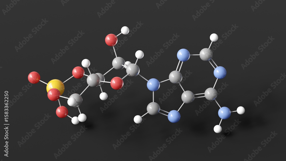 cyclic adenosine monophosphate molecule 3d, molecular structure, ball ...
