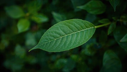 Wall Mural - Close-up of a fresh leaf with an out-of-focus green nature setting