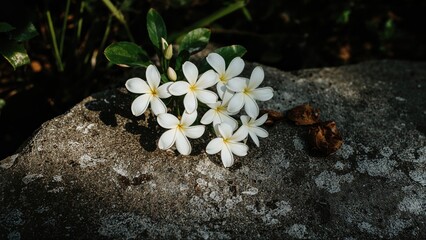 Wall Mural - Plumeria Petals Falling onto Stone Ground