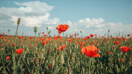 Wall Mural - A field filled with flowering poppies