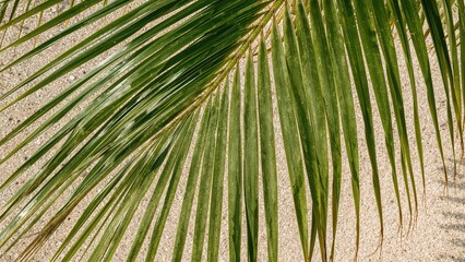 Wall Mural - detailed view of a vibrant palm leaf near the beach
