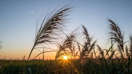 Wall Mural - Wind-swept cogon grass with a glowing morning sky