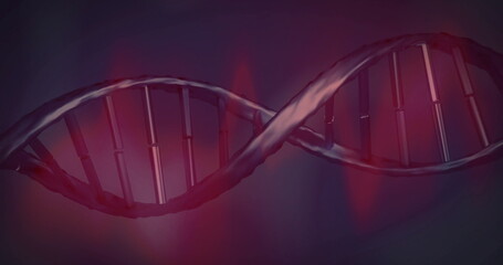 Wall Mural - rotating dna double helix model twisting across digital space, with rods and rungs, red flares