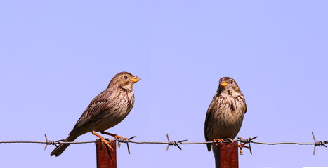 Wall Mural - A pair of Common Buntings, extraordinary songbirds, sit on a wire fence against the backdrop of a clear blue summer sky..
