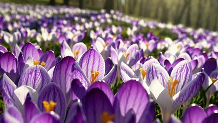 Wall Mural - sweeping cinematic landscape of spring meadows adorned with blooming wild crocus flowers in purple  gold and white hues representing seasonal renewal  floral beauty  and untouched natural elegance