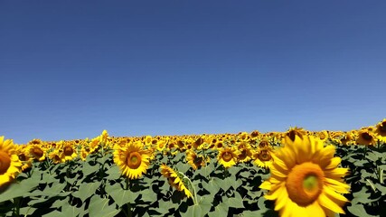 Wall Mural - large sunflower field in full bloom moves gracefully with breeze under a blue sky vibrant yellow petals represent happiness  sunshine  and nature’s vitality ideal for summer  wellness  and nature