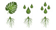 © Luan - Illustration showing a monstera leaf water droplets and roots in a growth cycle representation
