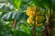 © LimeSky - Raw banana cluster on trees in plantations