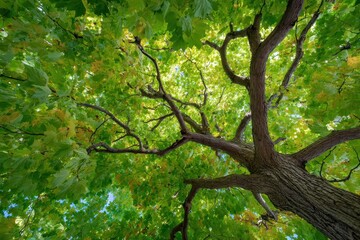 Zoomed in view of a maple tree s foliage