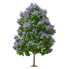 majestic lilac tree in full bloom: a stunning springtime display of purple blossoms